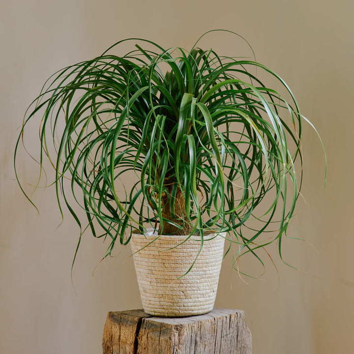 Ponytail Palm in natural jute basket