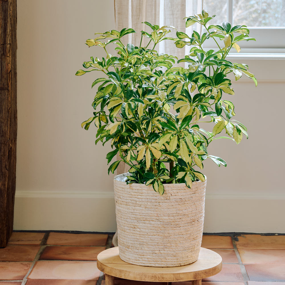 Umbrella Plant 'Trinette' in natural jute basket