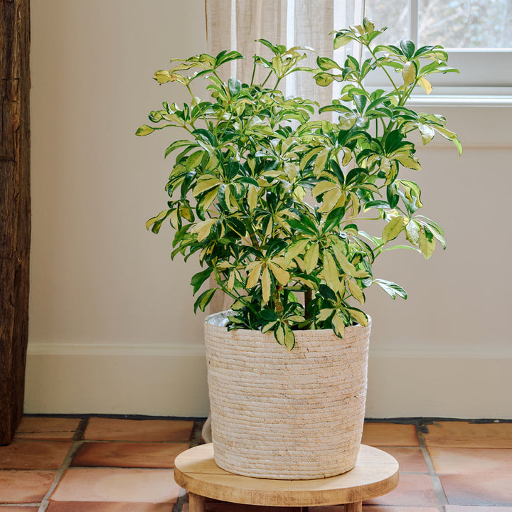 Umbrella Plant 'Trinette' in natural jute basket