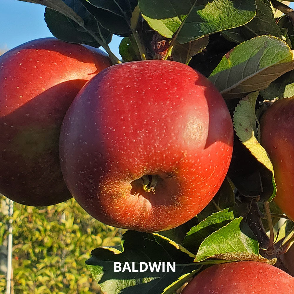 Hidden Gem Heirloom Apples - Standard Shipping Included