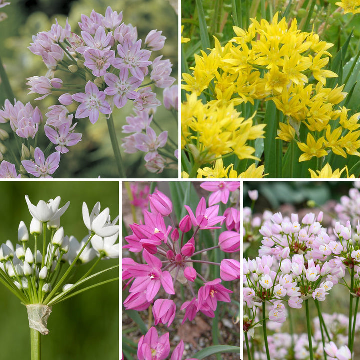 A Big Mix of Little Alliums