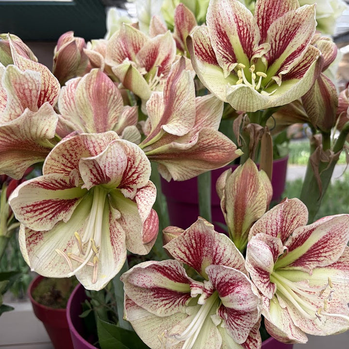 Amaryllis 'Burgundy Haze,' one bulb in nursery pot