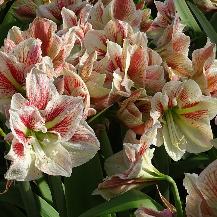 Amaryllis 'Burgundy Haze,' one bulb in nursery pot