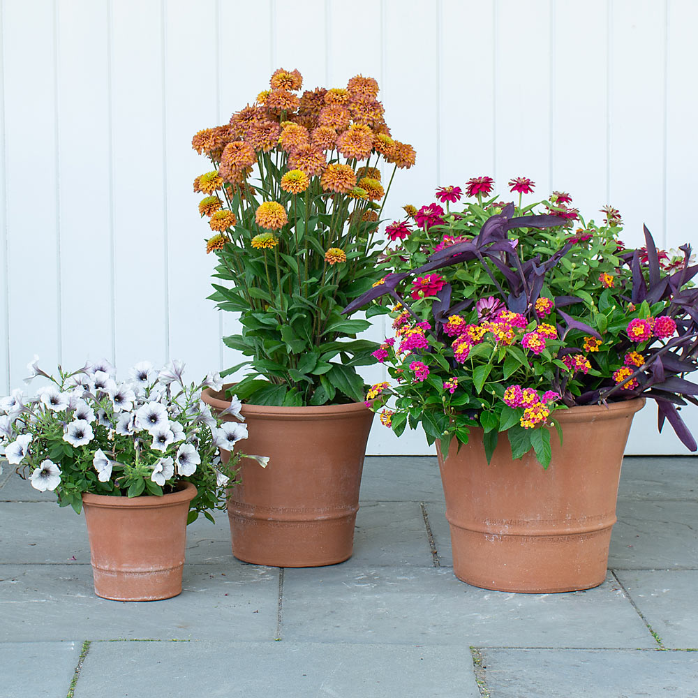 Buxus Pot