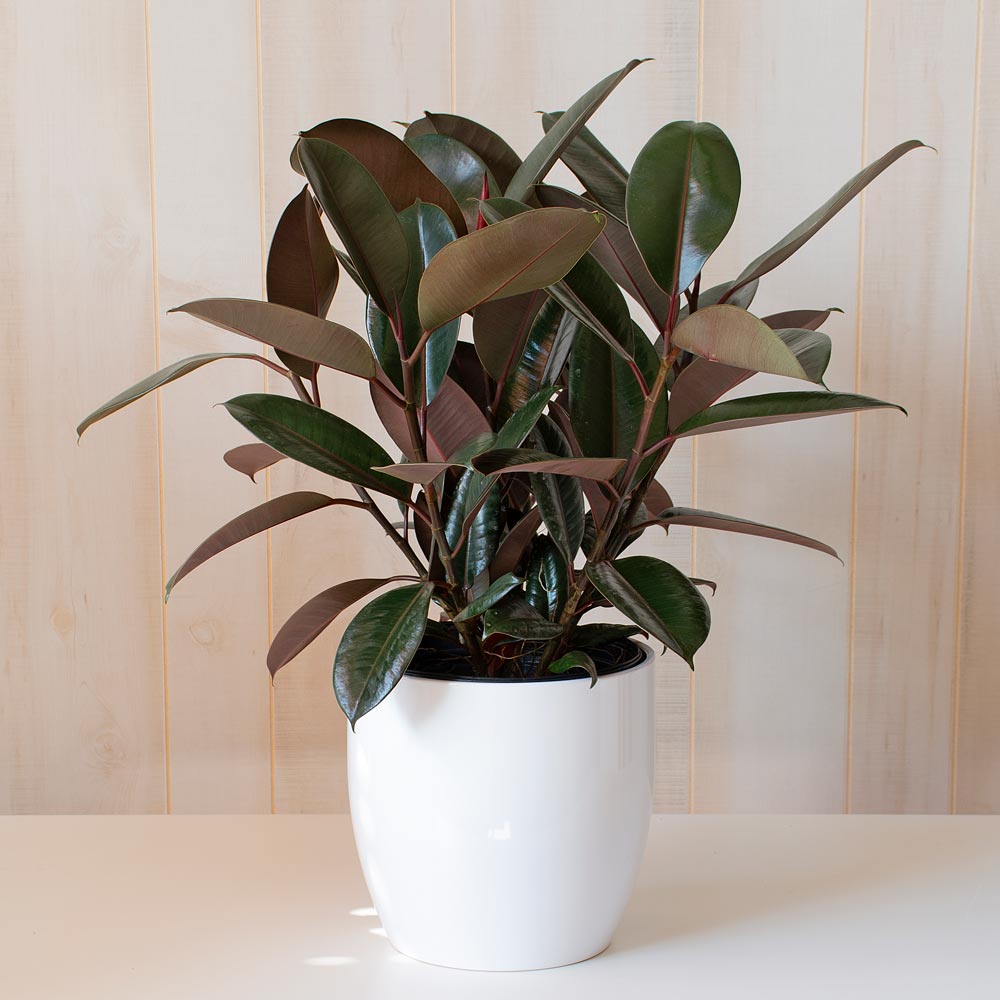 Burgundy Rubber Plant in ceramic cachepot