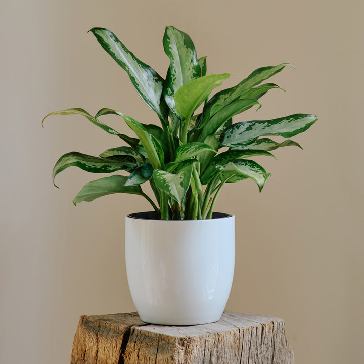 Chinese Evergreen 'Jubilee Petite' in White Ceramic Cachepot