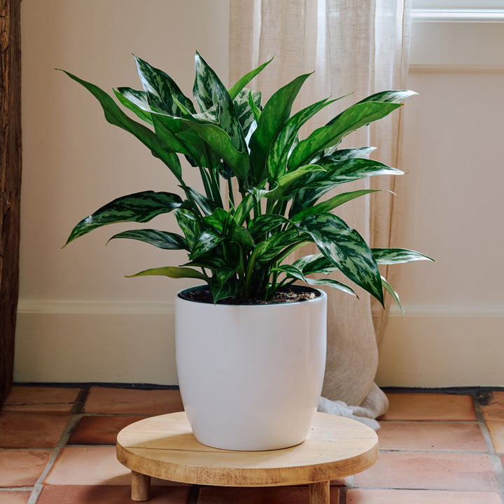 Chinese Evergreen 'Tigress' in white ceramic cachepot