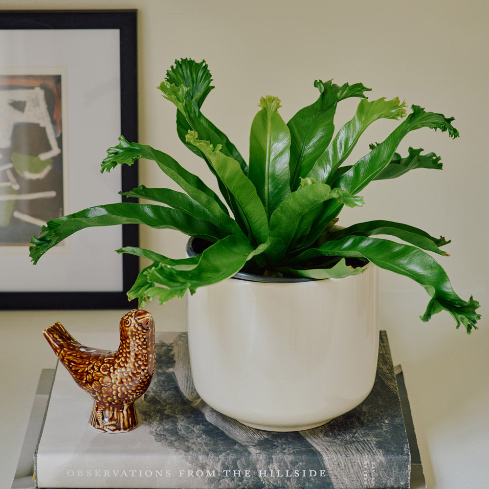 Bird's Nest Fern 'Crissie' in cream ceramic cachepot