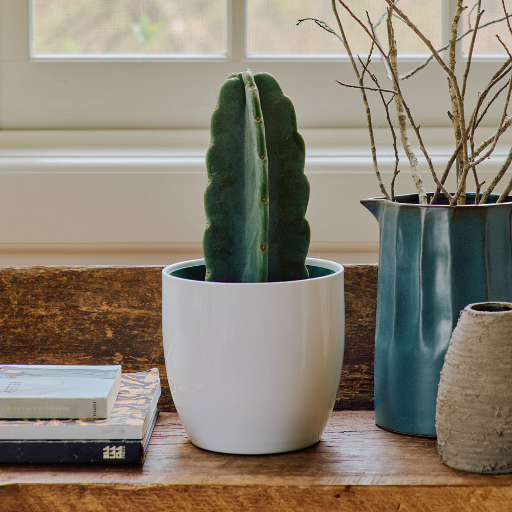 Cuddly Cactus in White Ceramic Cachepot