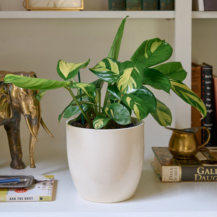 Never Never Plant in cream ceramic cachepot