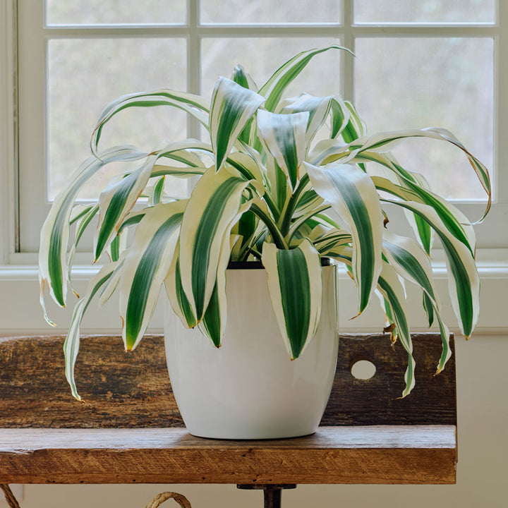Dracaena 'White Aspen' in ceramic cachepot
