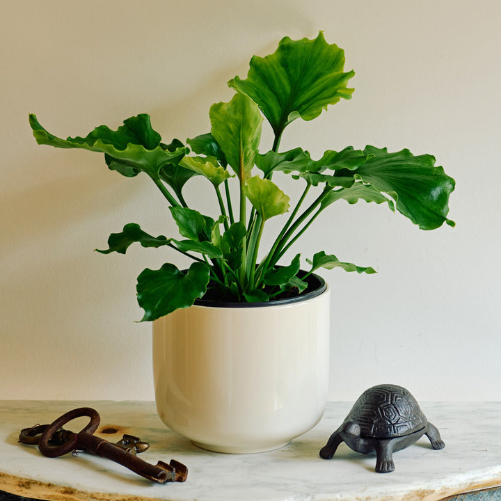 Philodendron 'Hope' in cream ceramic cachepot