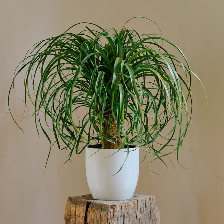 Ponytail Palm in White Ceramic Cachepot