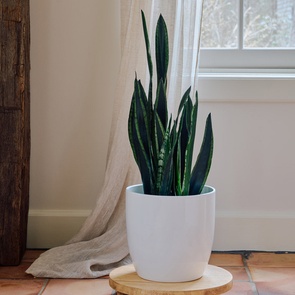 Snake Plant 'Crystal Flame'