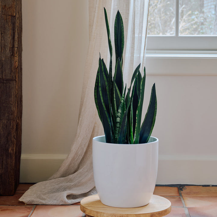 Snake Plant 'Crystal Flame' in ceramic cachepot