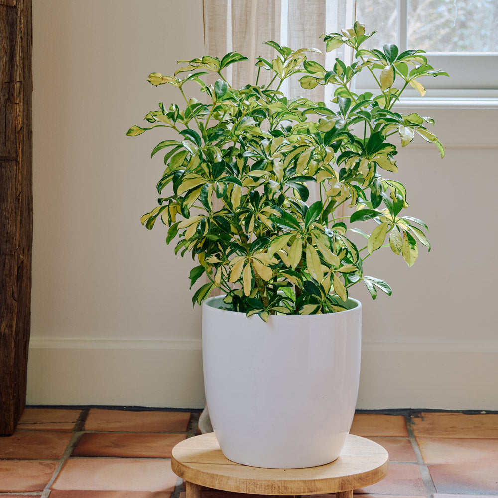Umbrella Plant 'Trinette' in ceramic cachepot