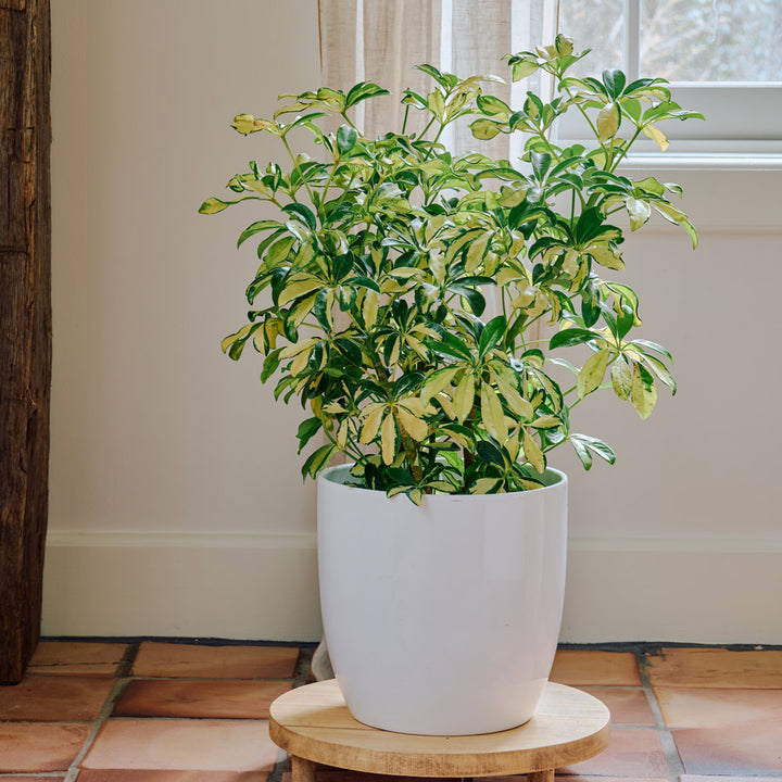 Umbrella Plant 'Trinette' in ceramic cachepot