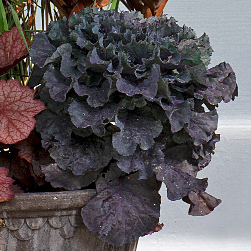 Autumn Tapestry Fall Container Garden
