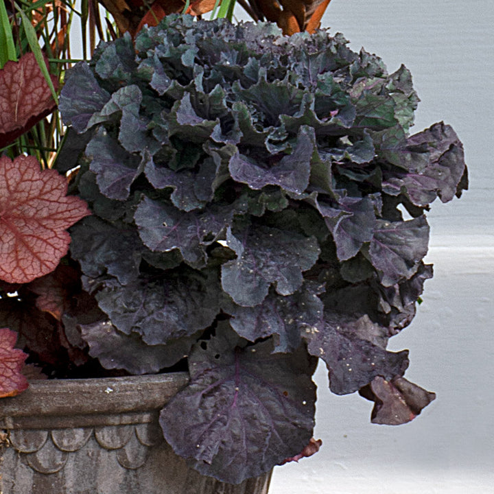 Autumn Tapestry Fall Container Garden