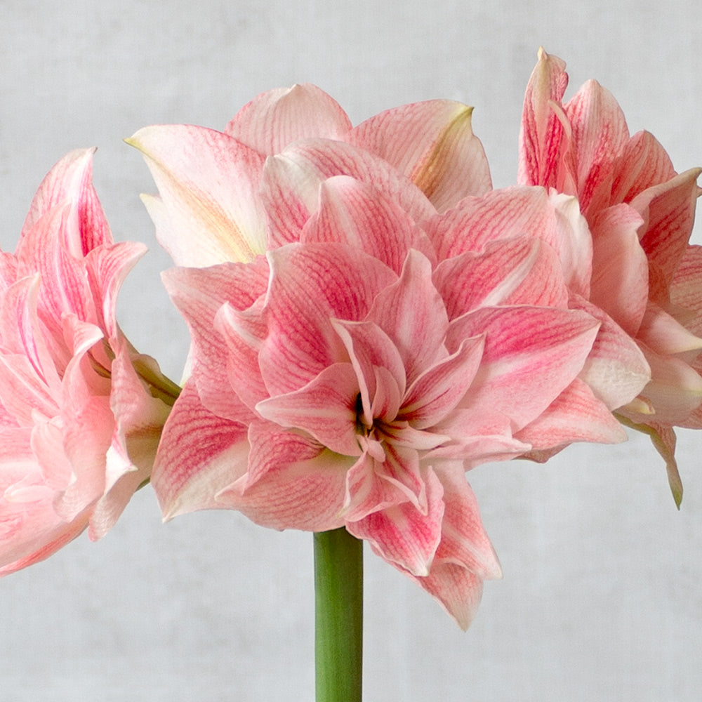 Amaryllis 'Candy Belle,' one bulb in natural jute basket