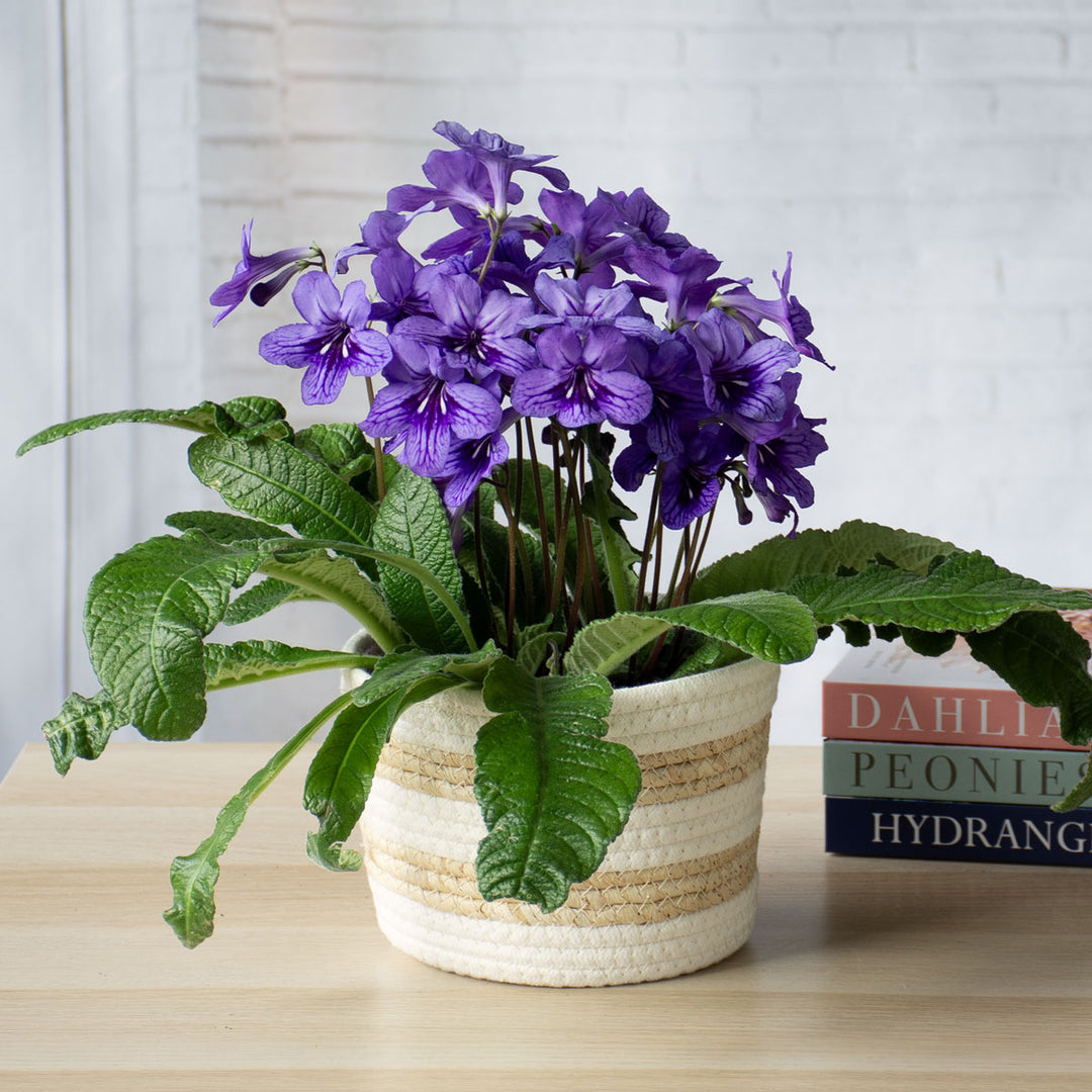 Cape Primrose 'Blueberry' in striped jute basket