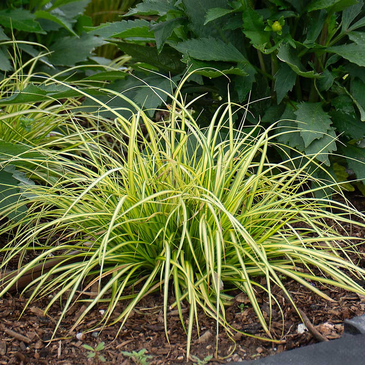 September Sparkler Fall Container Garden
