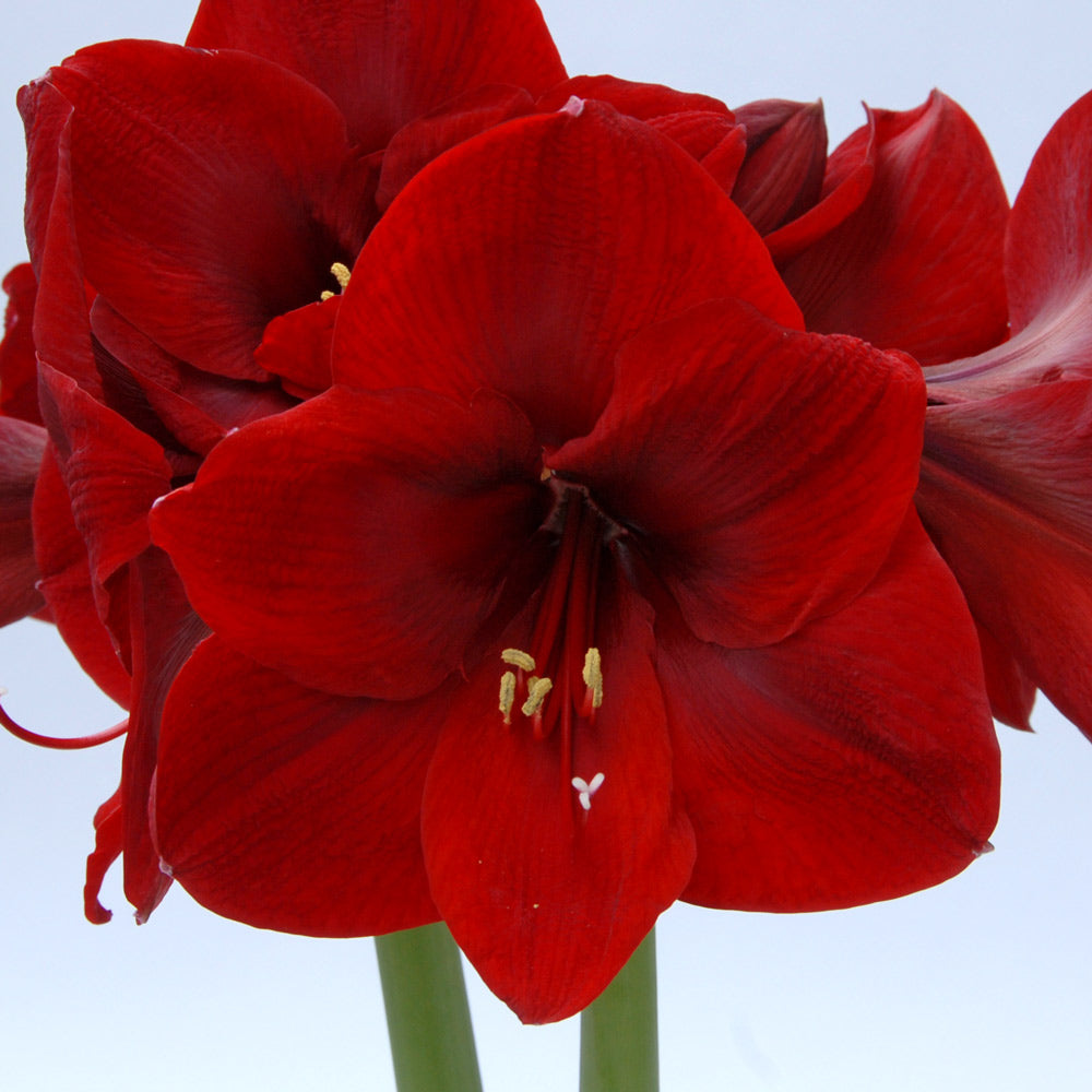 Amaryllis 'Carmen,' one bulb in natural jute basket