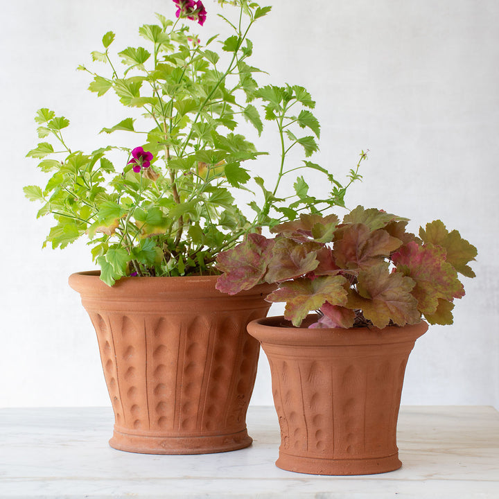 Cockleshell Pot