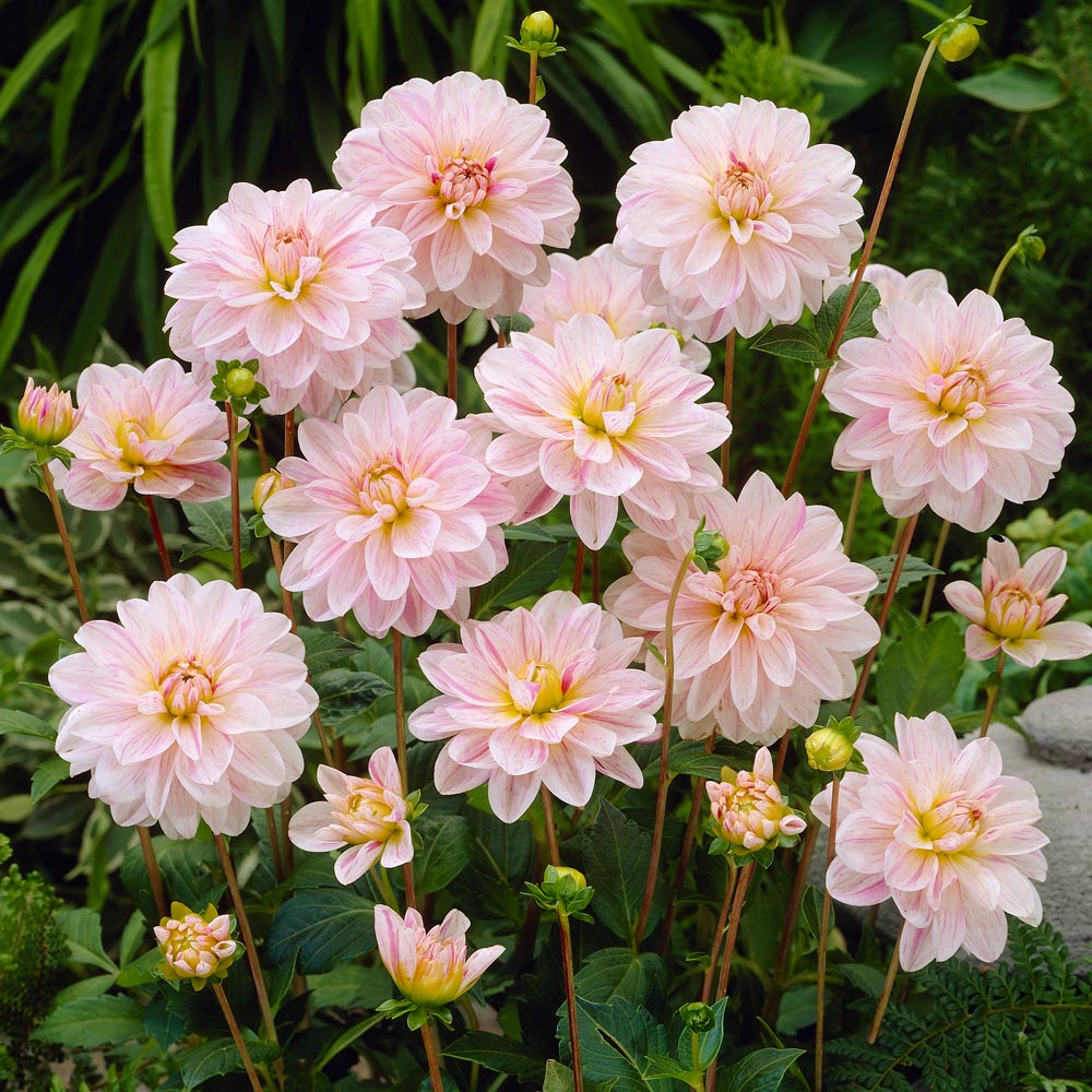 Debutante Dahlia Trio