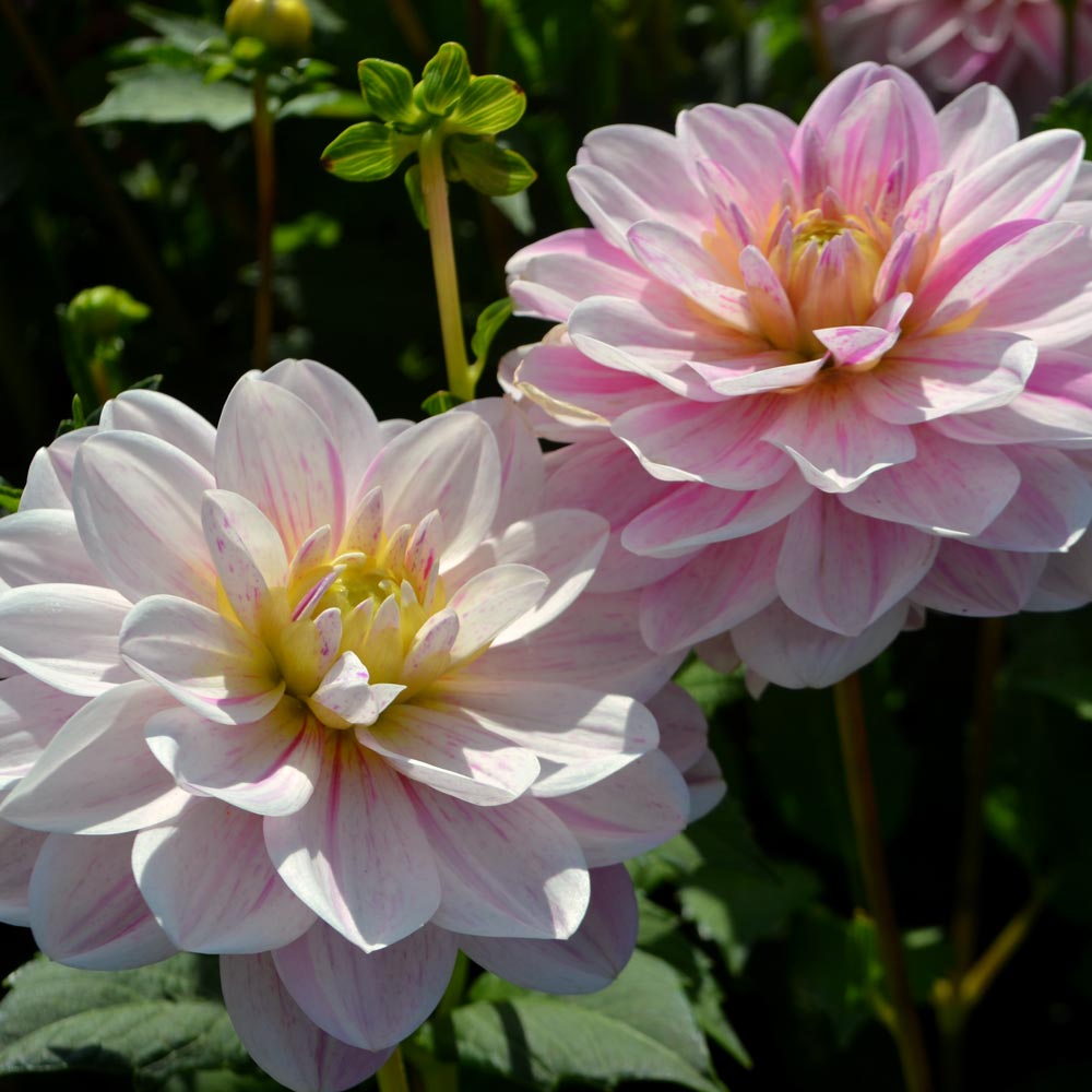 Dahlia 'Bonesta'