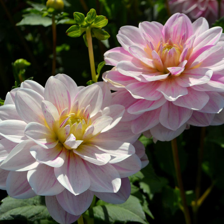 Dahlia 'Bonesta'