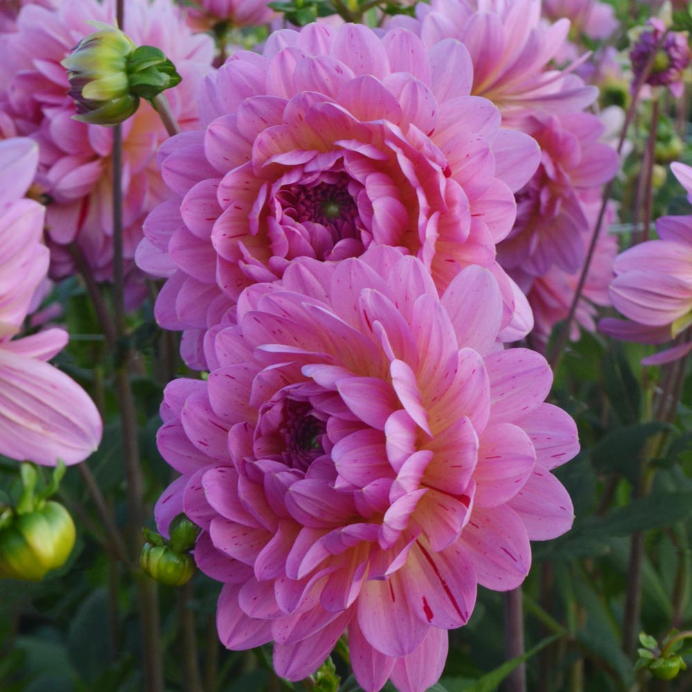 Dahlia 'Tropical'