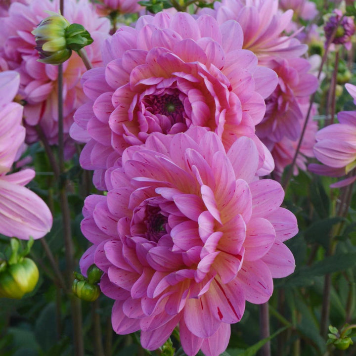 Dahlia 'Tropical'