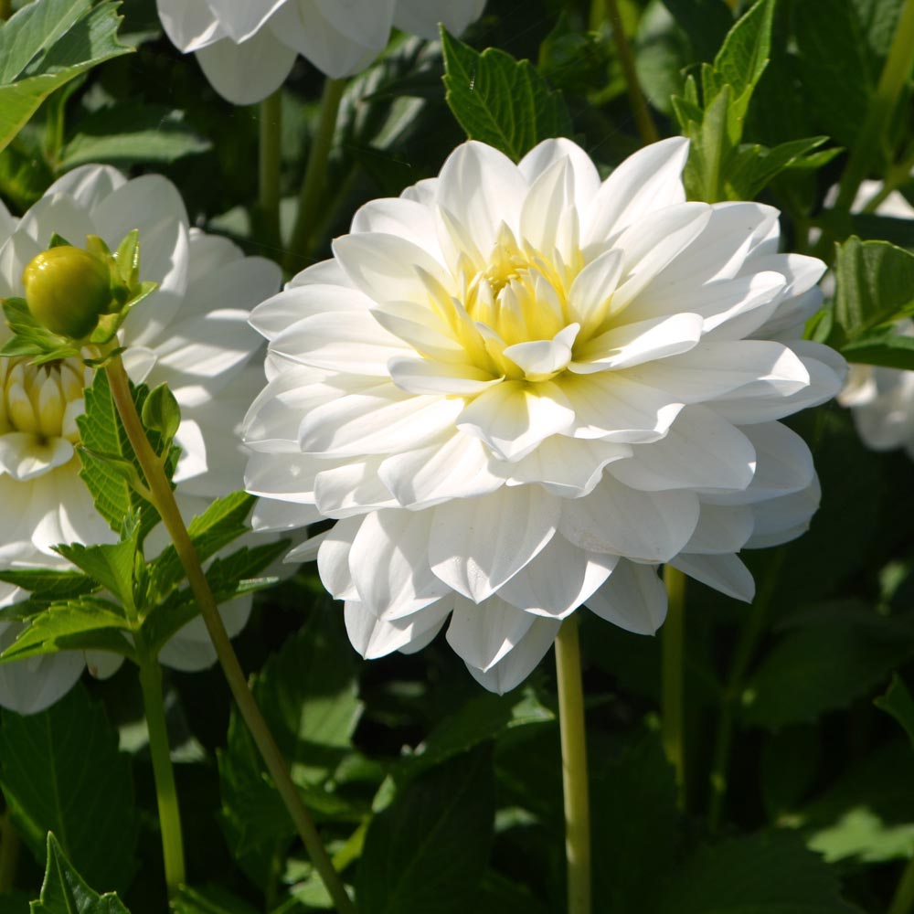 Dahlia 'White Onesta'