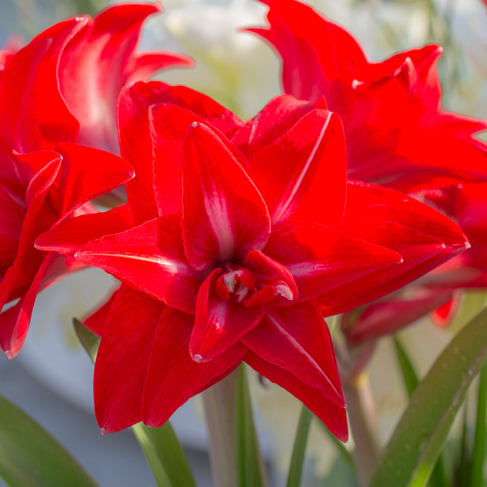 Amaryllis 'Double Delicious,' two nursery pots in natural jute basket