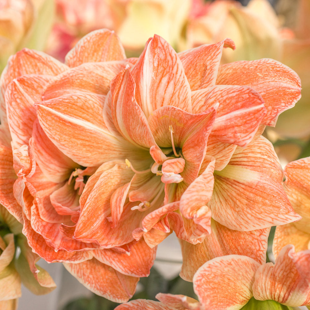 Amaryllis 'Exotic Nymph,' one bulb in natural jute basket