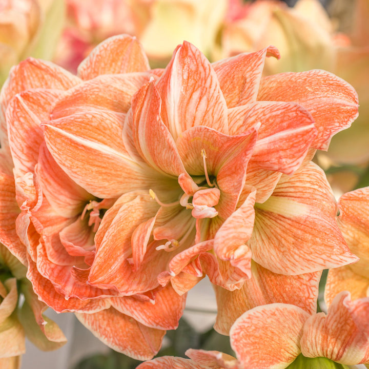 Amaryllis 'Exotic Nymph,' one bulb in natural jute basket