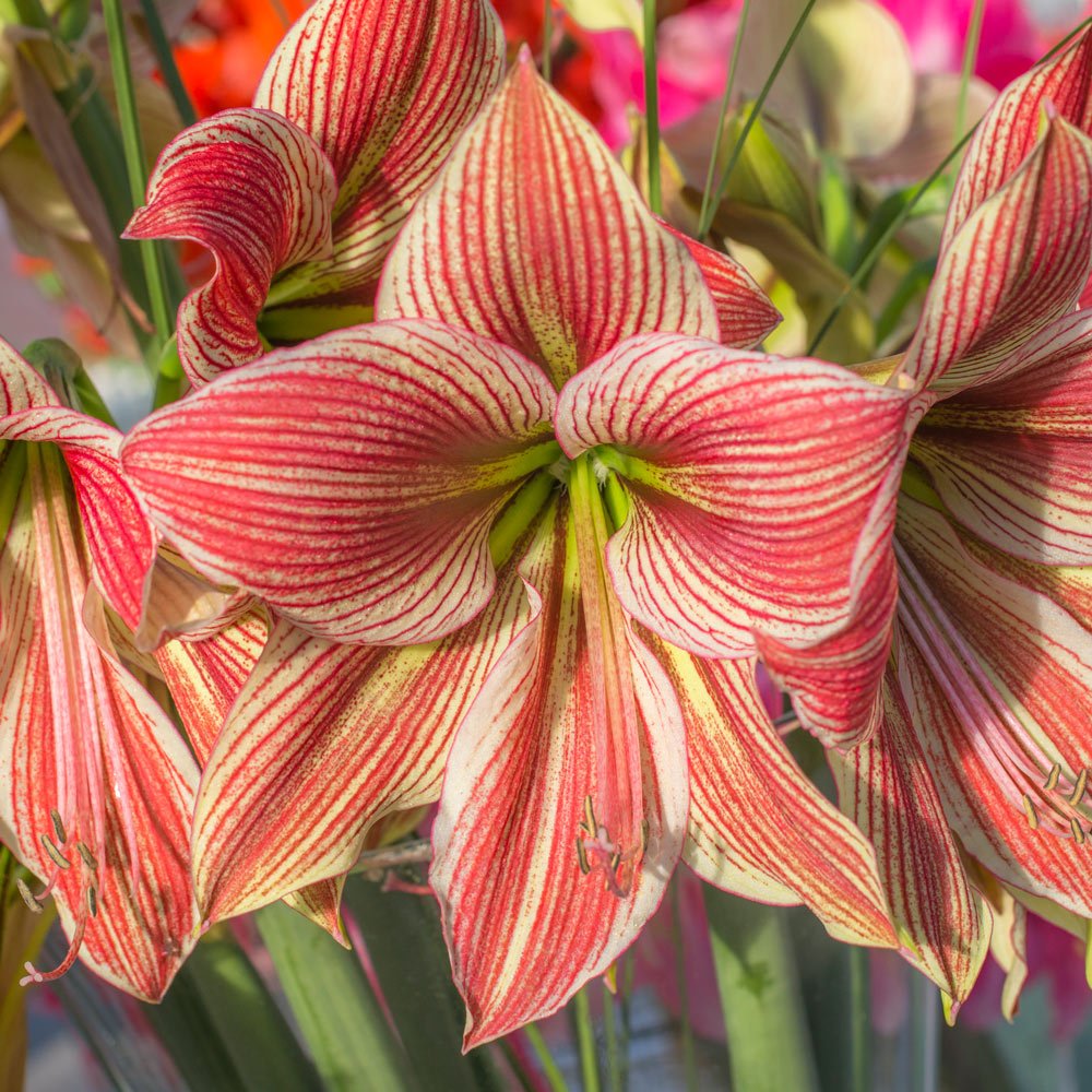 Amaryllis 'Exotic Star,' one bulb in nursery pot