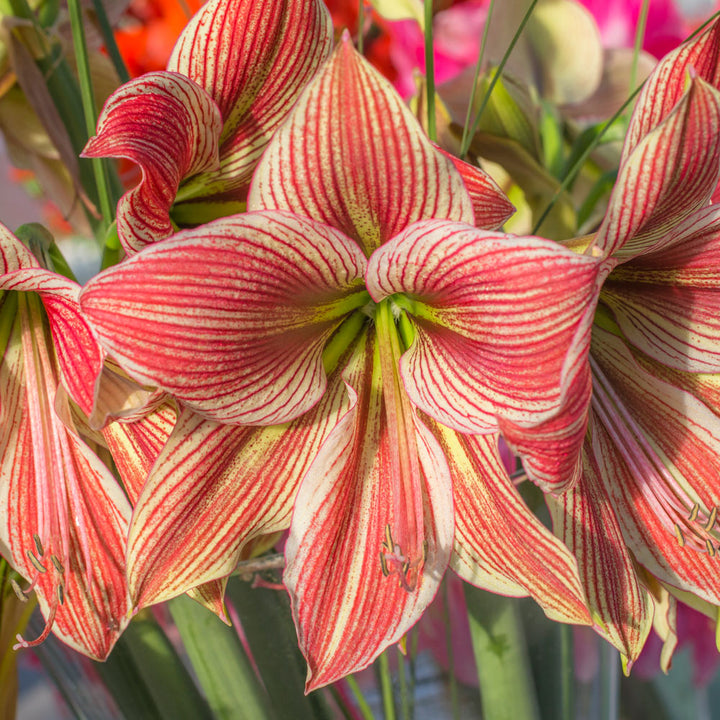 Amaryllis 'Exotic Star,' one bulb in nursery pot