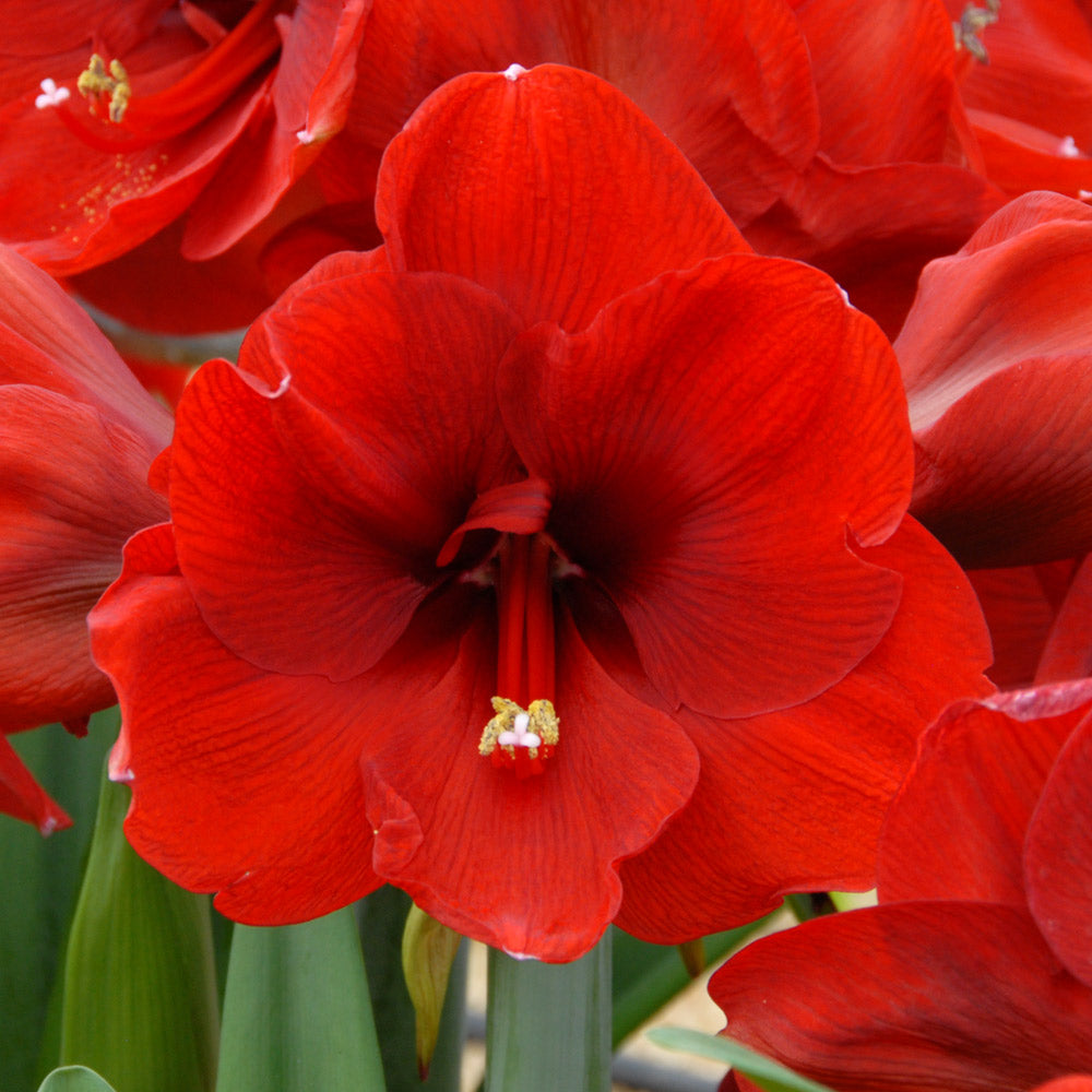 Amaryllis 'Ferrari,' two nursery pots in natural jute basket