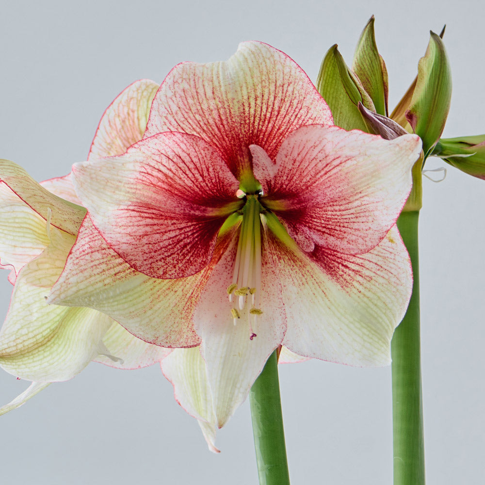 Amaryllis 'Grandise Fantasy,' one bulb in natural jute basket
