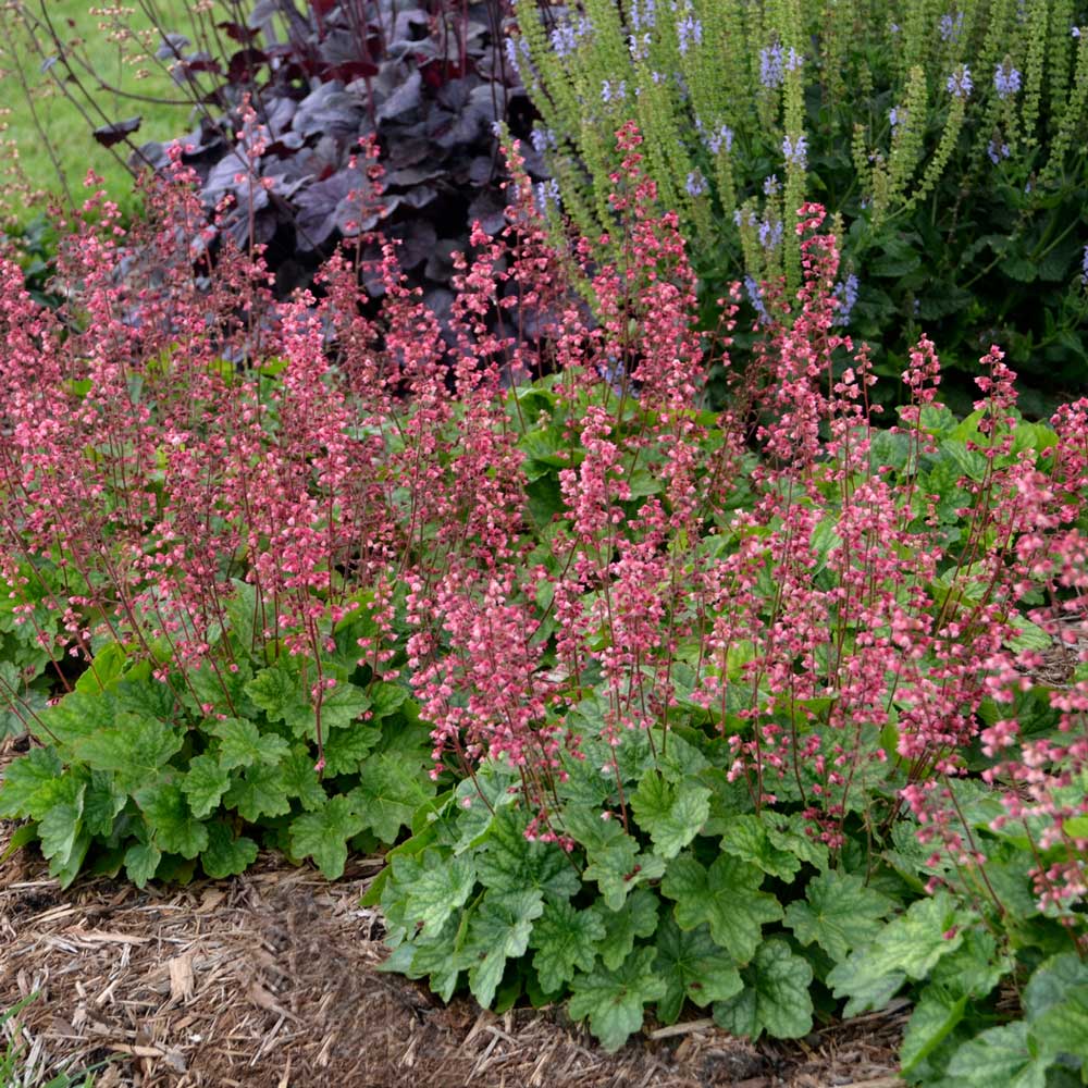 Long-Season Hummingbird Garden