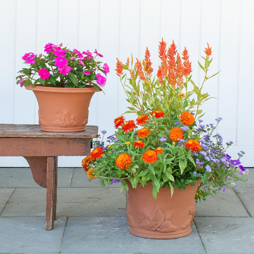Hosta Pot