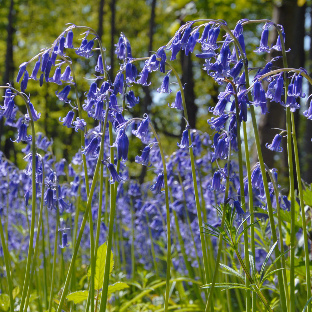 Hyacinthoides non-scripta