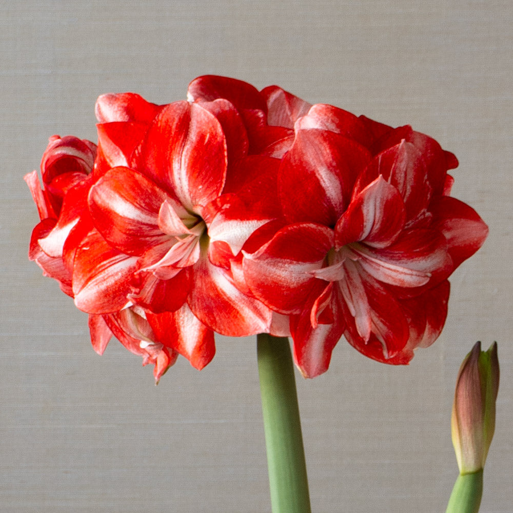 Amaryllis 'Jolly Majesty'