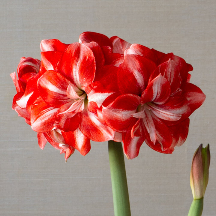 Amaryllis 'Jolly Majesty'