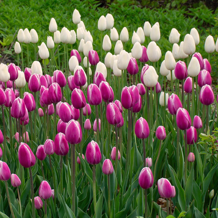 Tulip 'Jumbo Beauty'