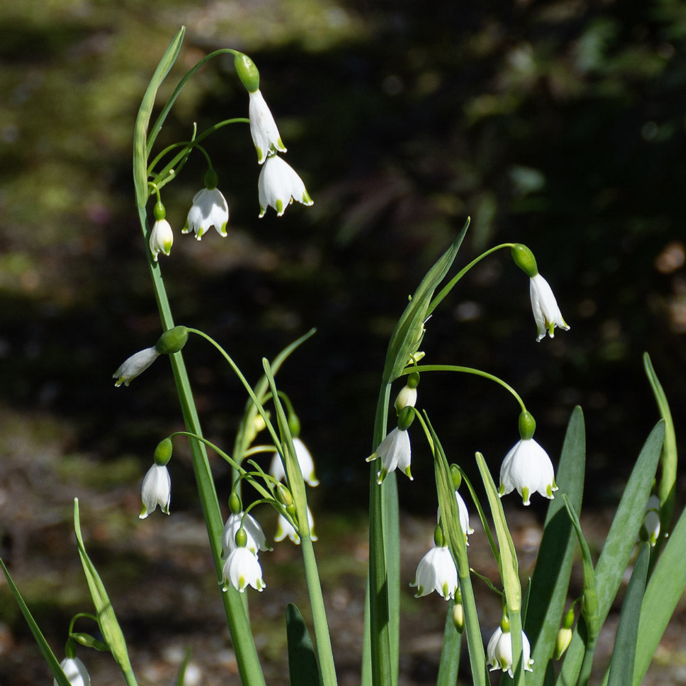 Leucojum aestivum 'Gravetye Giant'