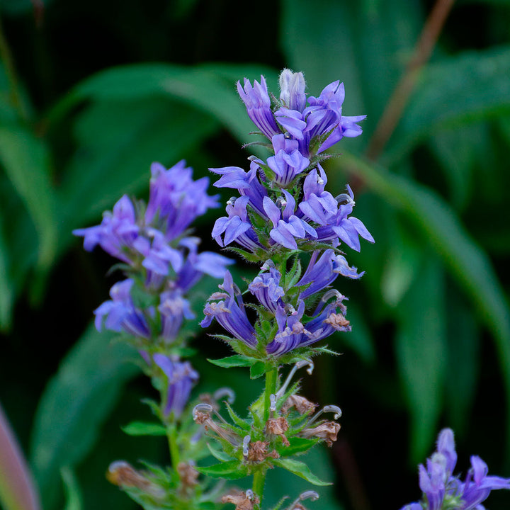 Lobelia siphilitica