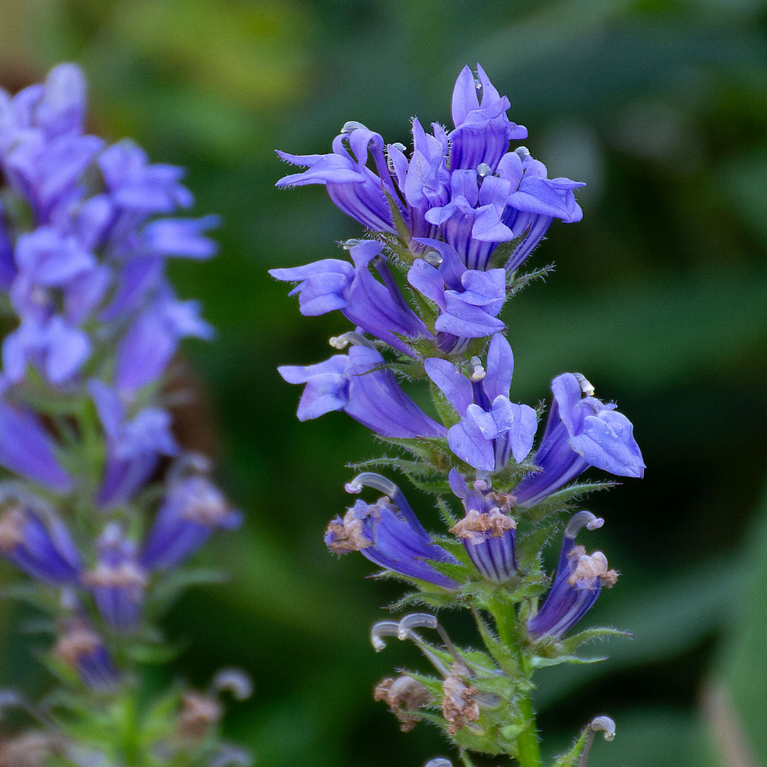 Lobelia siphilitica
